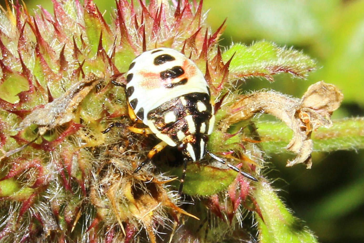 Pentatomidae: Carpocoris sp. (neanide) della Liguria (GE)